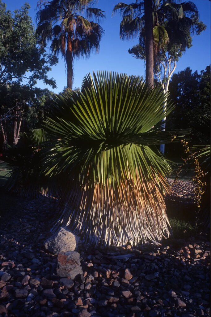 Another shot of the spikey palms. 65mm F6.5 @ F11. 1/30. Velvia 50. 