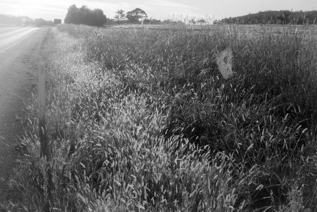 Grass and spider web