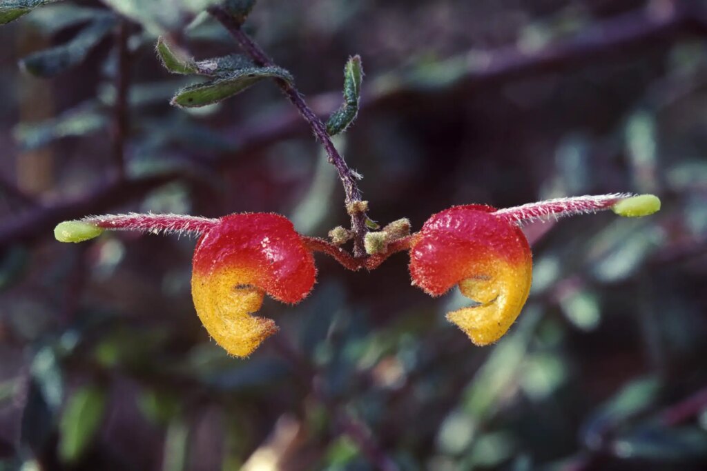 5 A gorgeous Grevillea at Gariwerd.