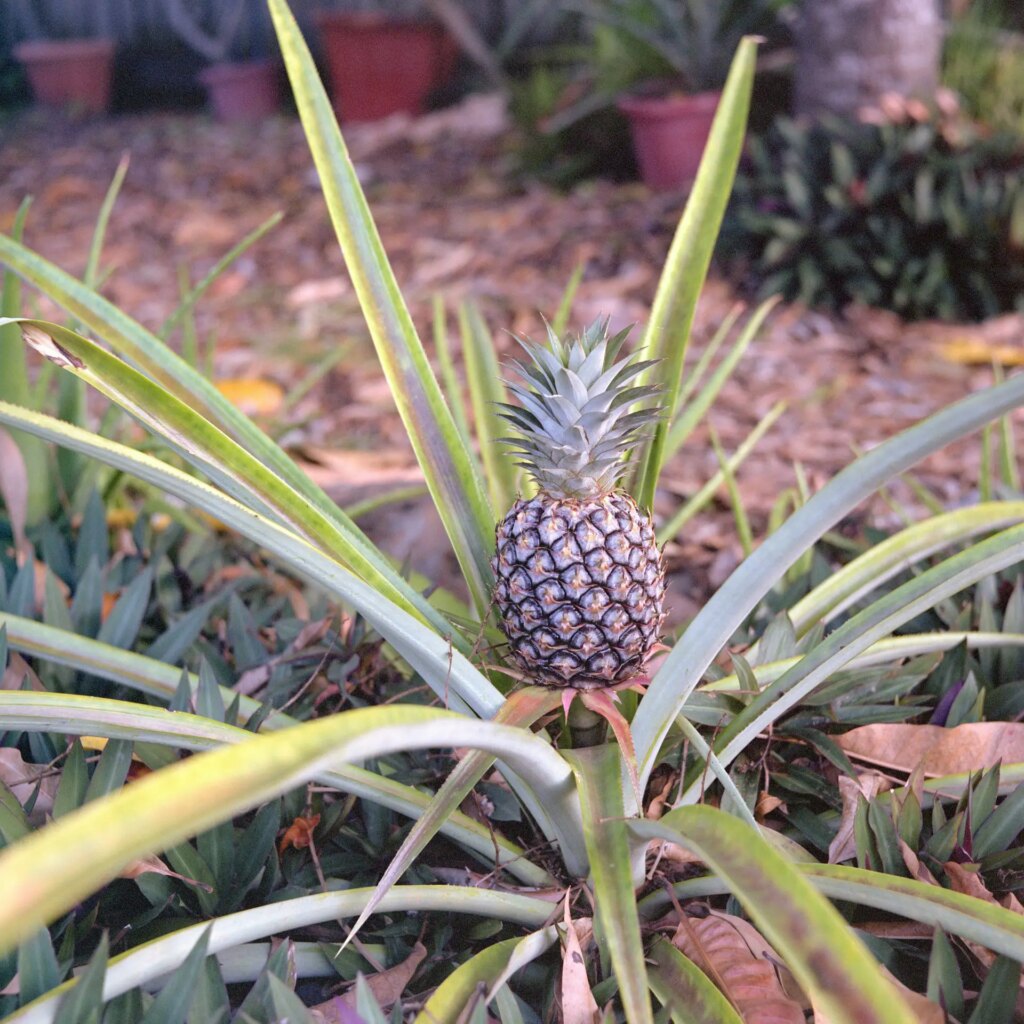 5 Back yard pineapple in soft afternoon light. Fuji Pro NS 160. F5.6. 