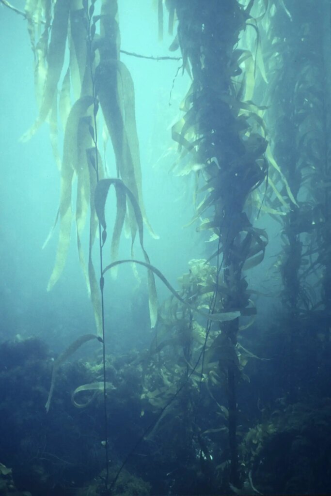 5 A giant kelp (Macrocystis pyrifera) stand off the Tasman Peninsula, in Paredarerme Country, Tasmania. This species is being catastrophically hammered by hydrological changes driven by ocean warming, and its range in southern Australia has shrunk considerably since this image was made. Nikonos III, 28mm F3.5 lens. 1990.