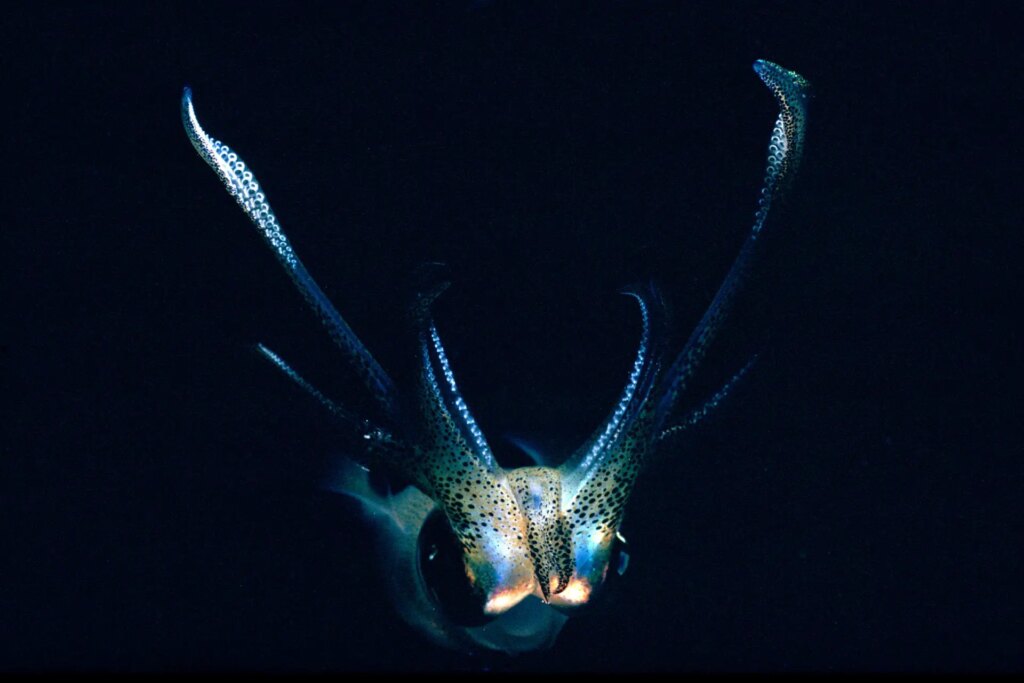 5 Reef squid (Sepioteuthis lessoniana), Gizo, Western Solomon Islands. I quite like the way KM25 renders the colours in this image. Nikonos III, 35mm lens with 1:3 macro kit and top-mounted flash. F16. January 1991.