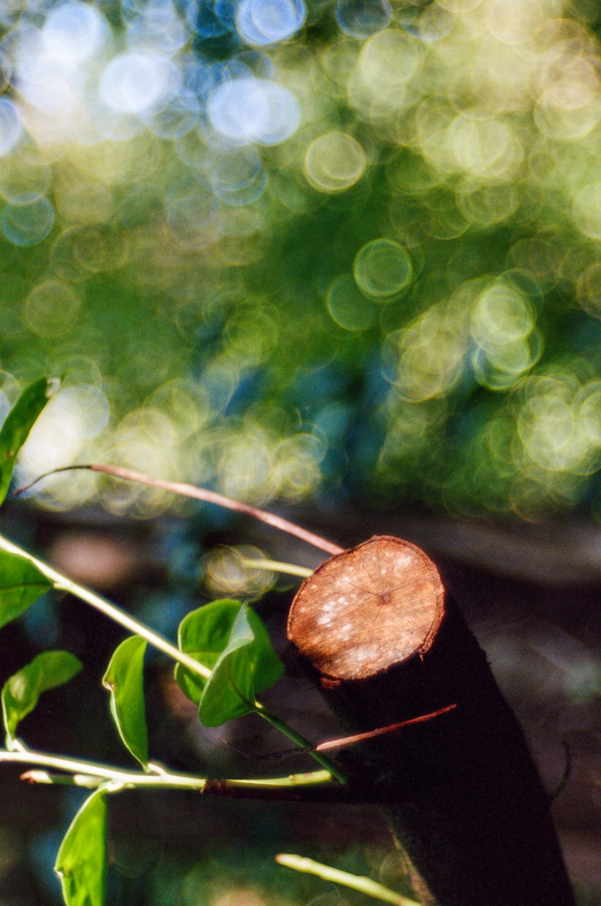 Pentax ME-Super 100mm Trioplan 2.8