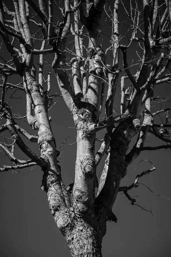 Contrast and texture when using a deep red filter