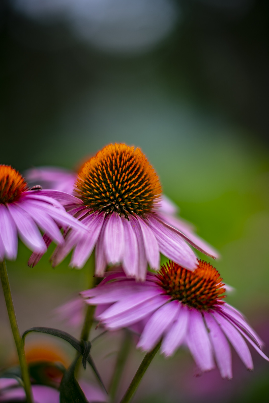 A7c/7Artisans 75mm f/1.25 MF