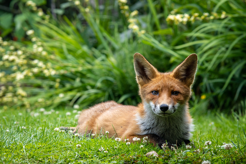 Fox in a Neighbours Garden