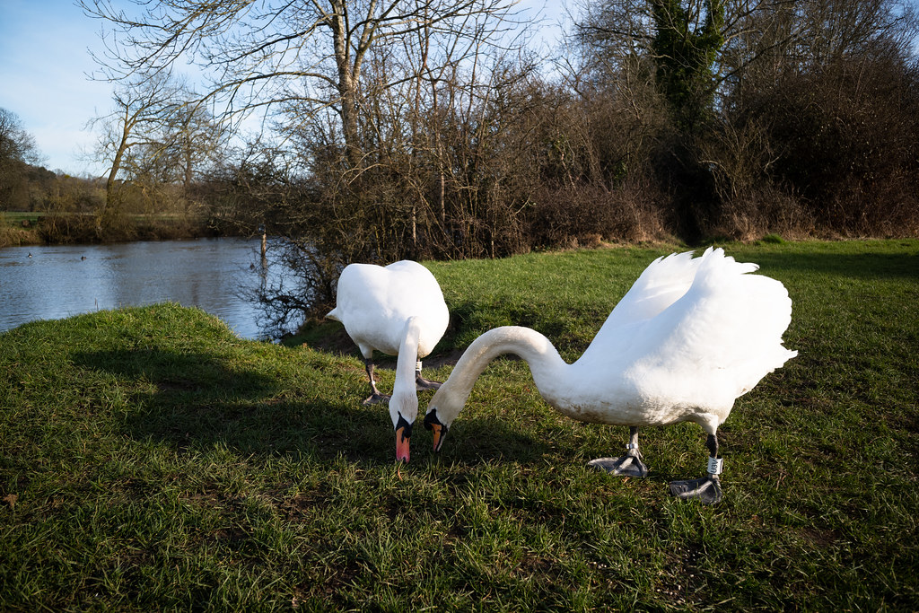 Reading Walk