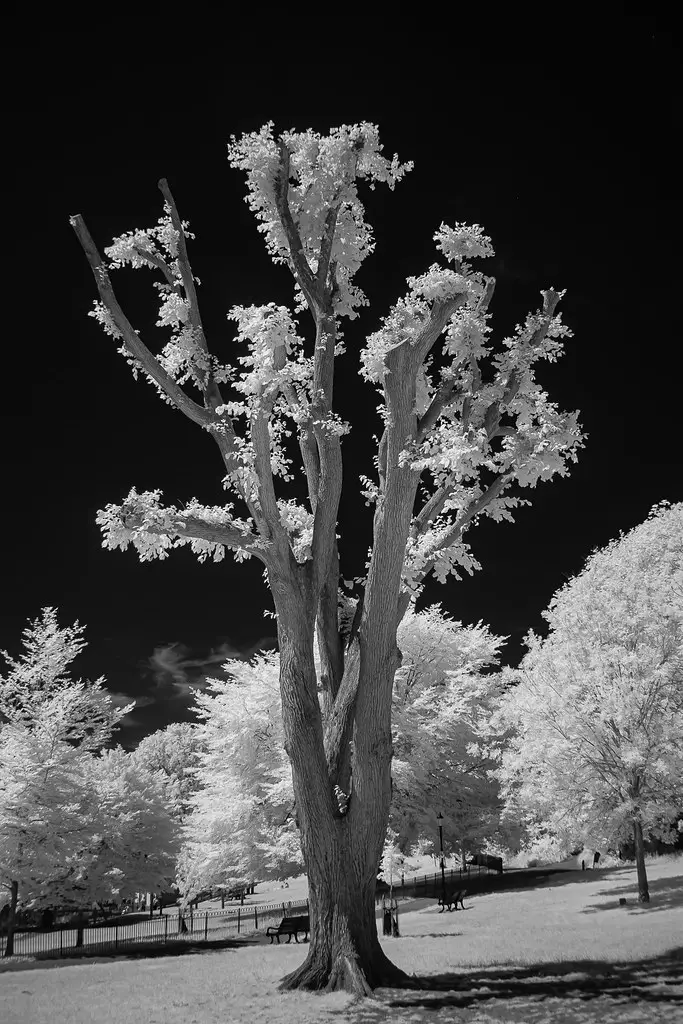 Fujifilm X-Pro1 (converted to 850nm infrared)