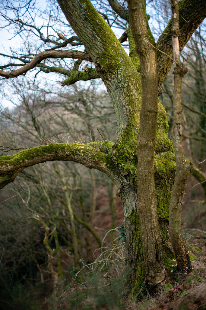 Kinver Edge Feb 23