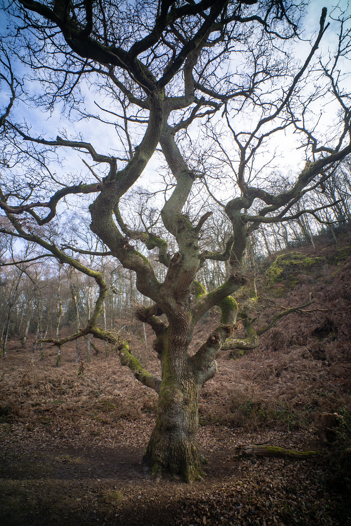 Kinver Edge Feb 23