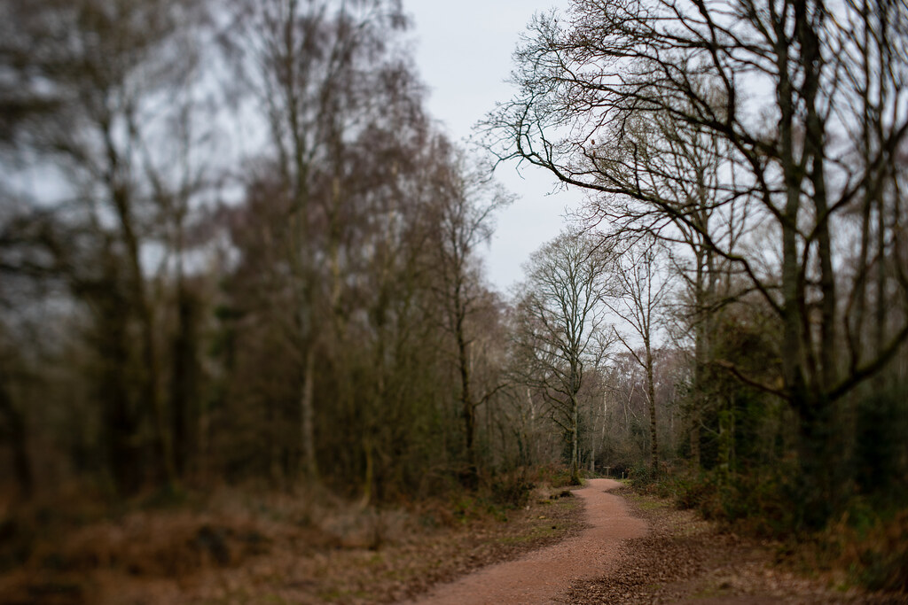 Kinver Edge Feb 23