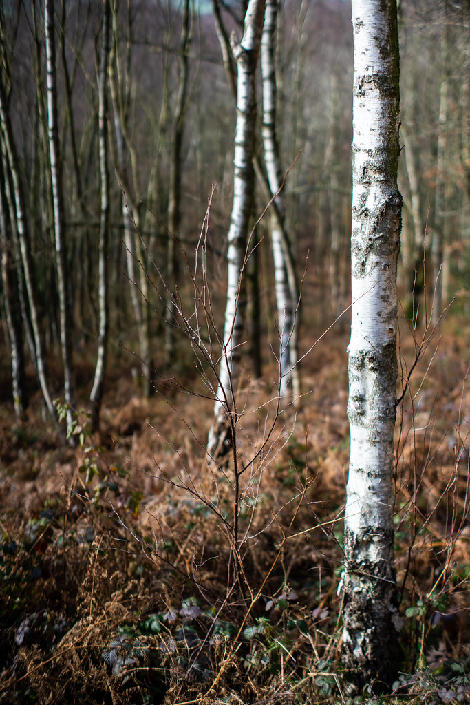 Kinver Edge Feb 23