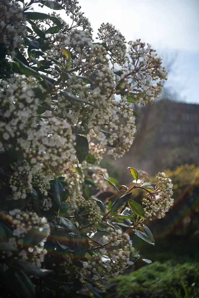 Summar 42mm shot at f/4.5 on Leica SL typ 601