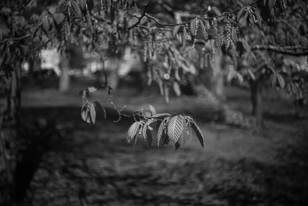 Summar 42mm shot at f/4.5 with Leica M Monochrom typ 246 and a Nikon 52mm red filter