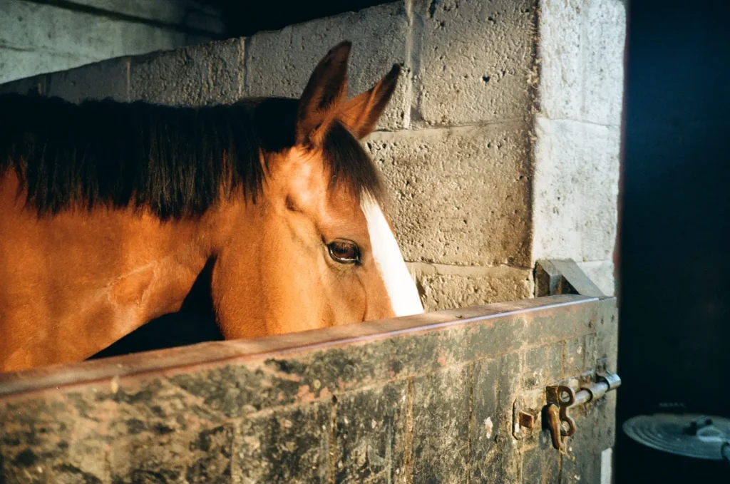 Bay Horse Head Half Hidden behind Stable Door