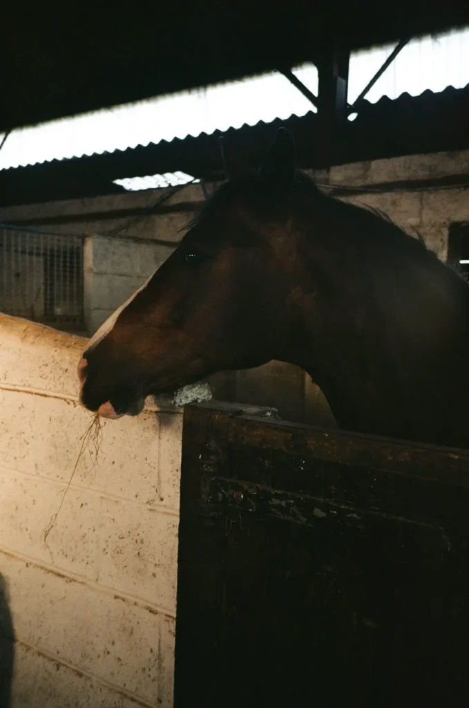 Dark Bay Horse Eating in Stable