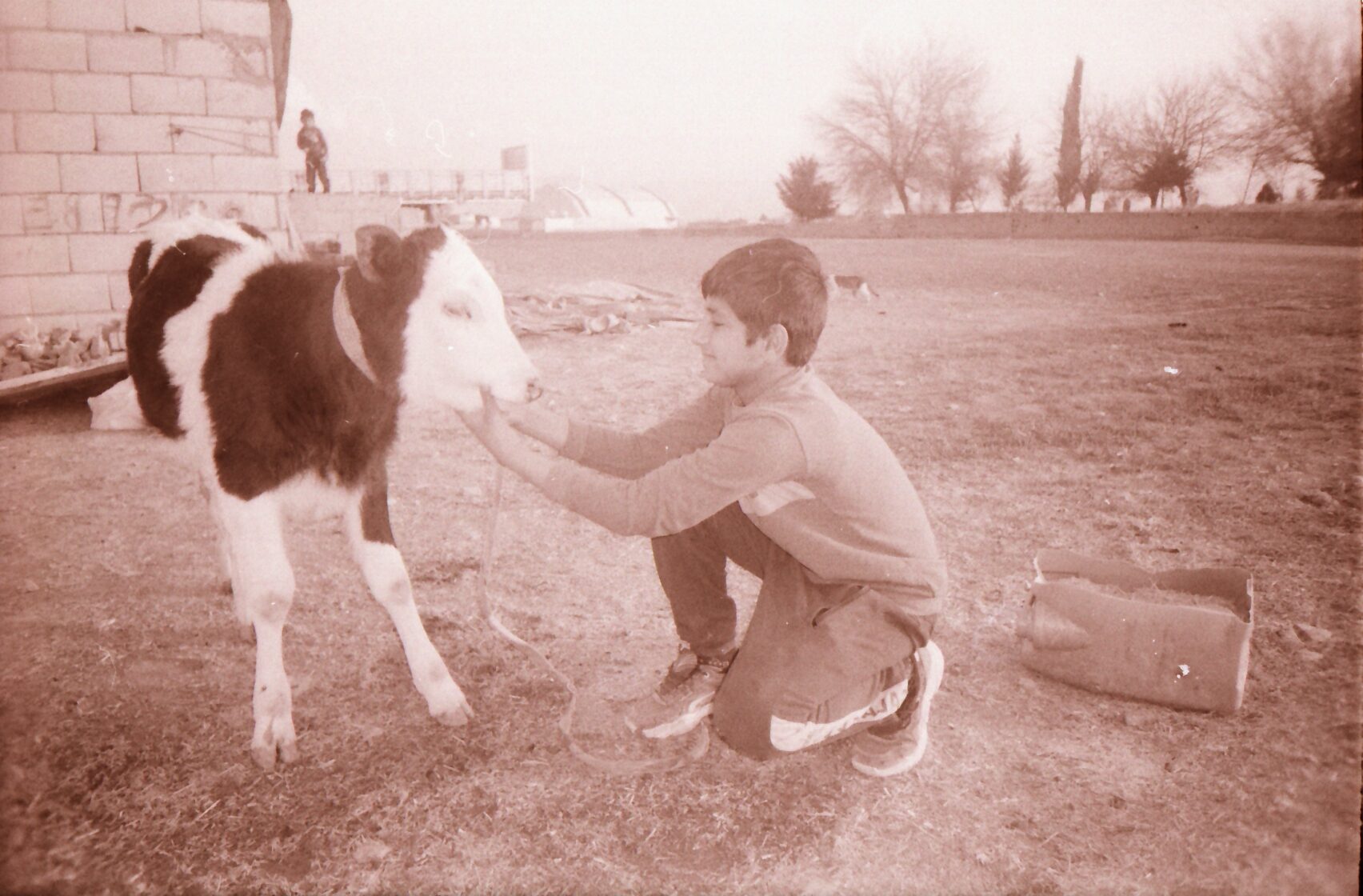 young boy with young cow outdoors