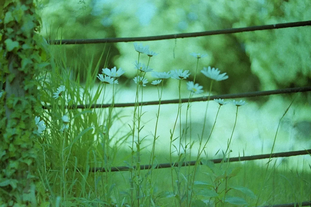 close up of oxeye daisys