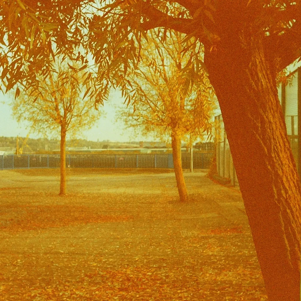 two trees framed by a third tree