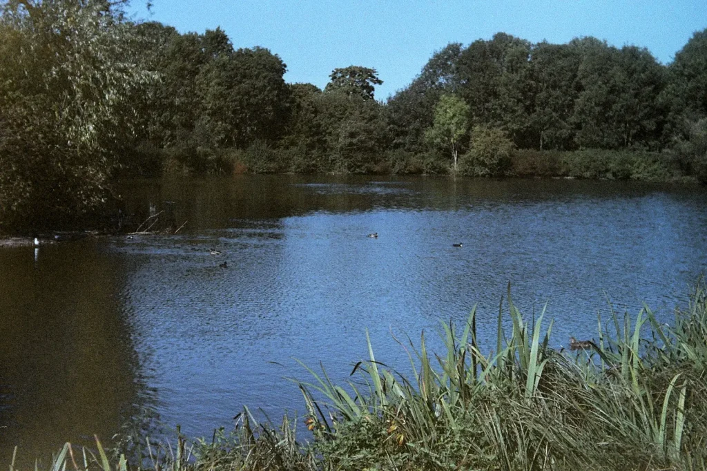 colour photo of a duck pond
