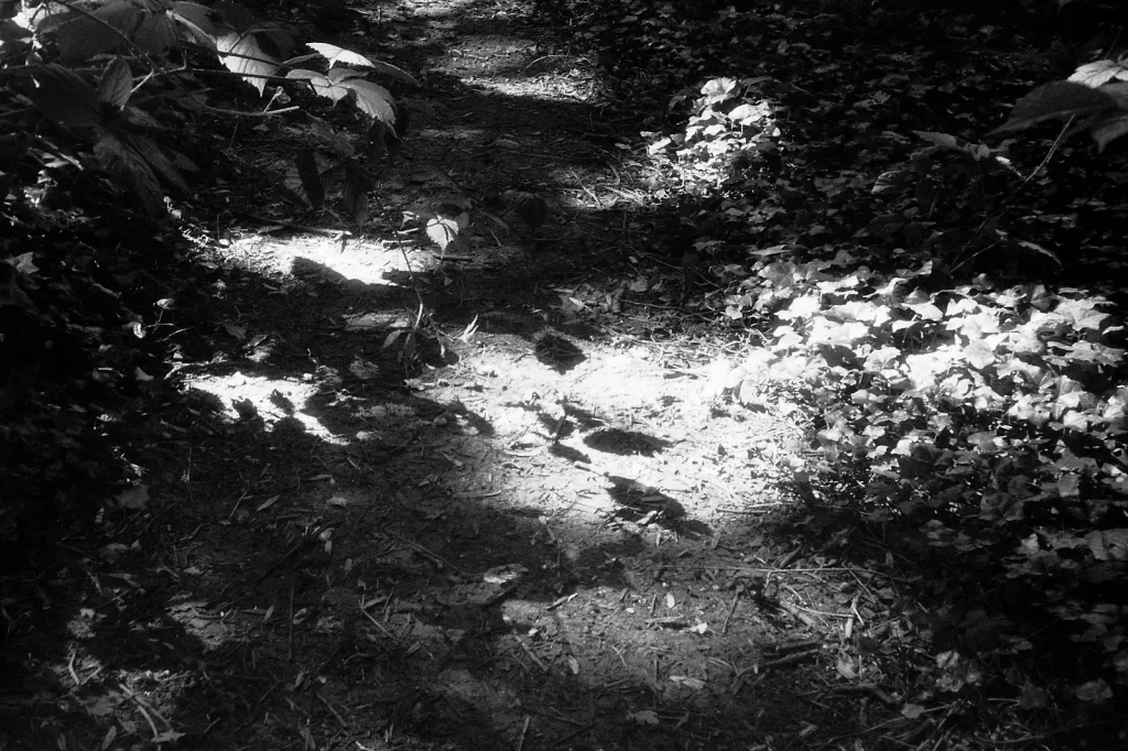 b/w photo of woodland