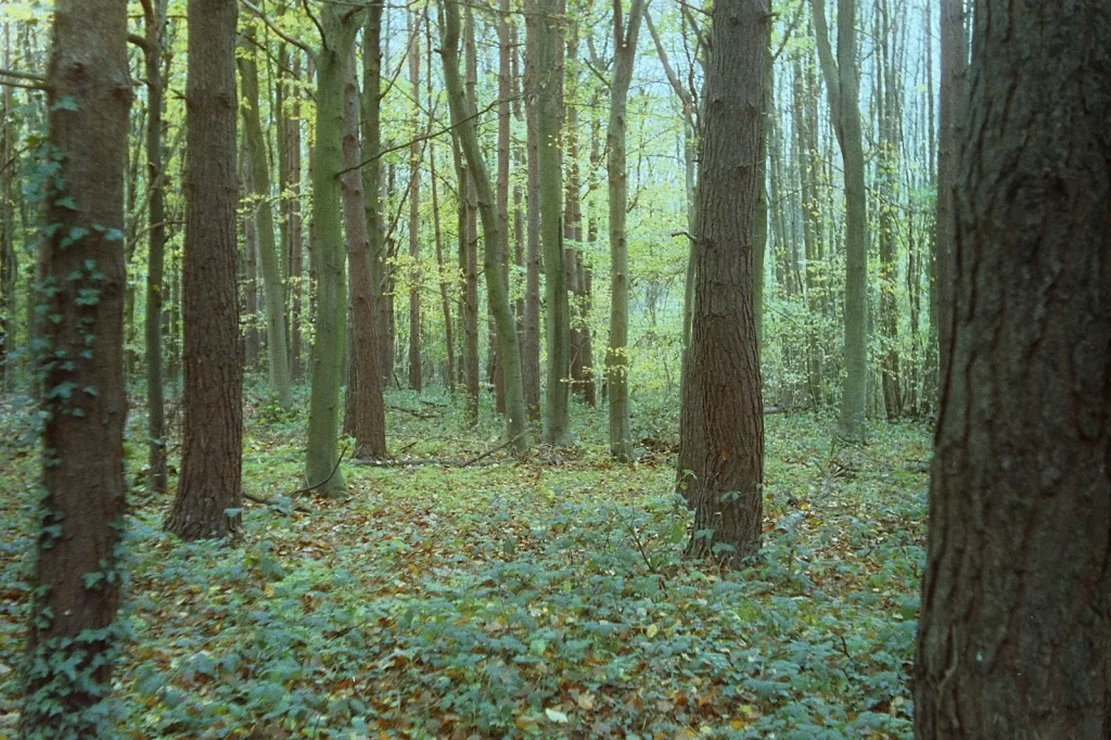 colour photo of woodland