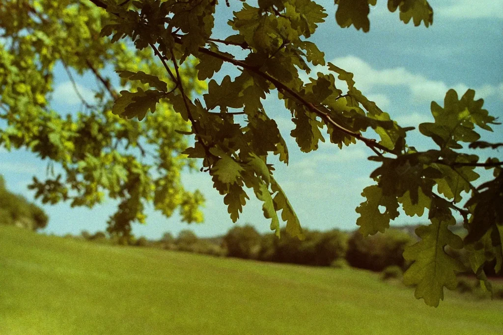photograph of oak leaves with countryside background