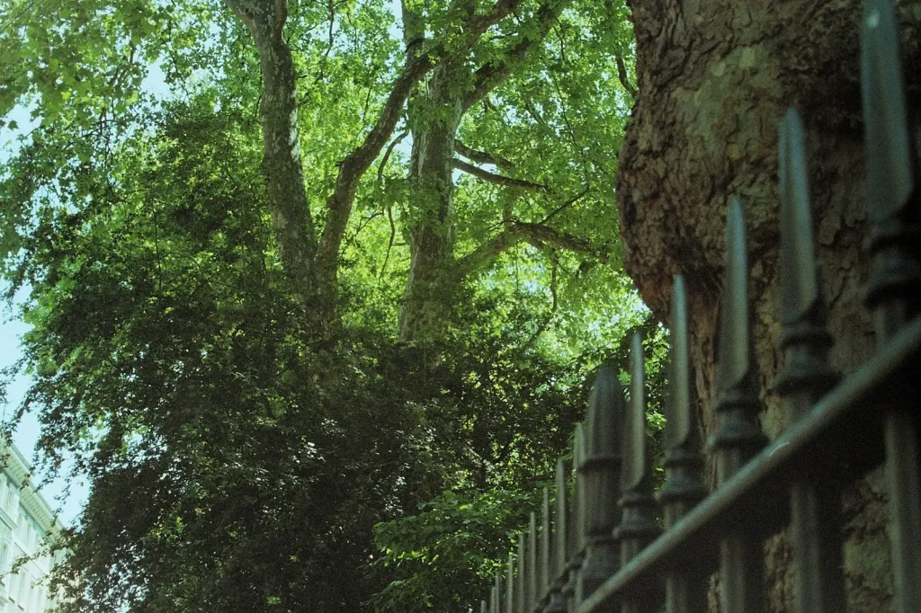 photograph of trees and railings in a london park