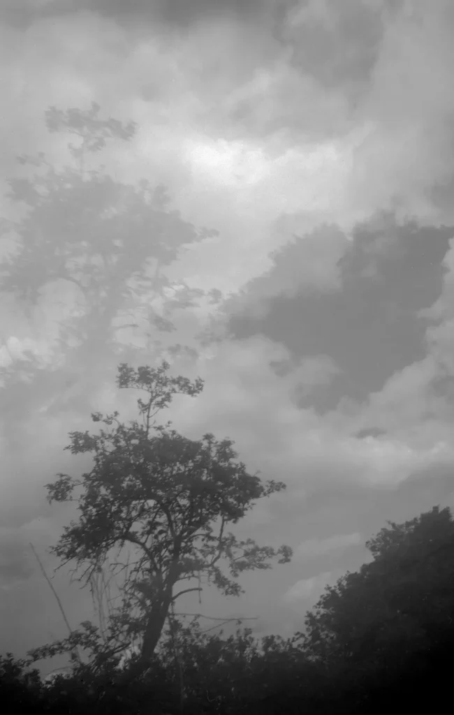 monochrome photograph of a tree double exposed