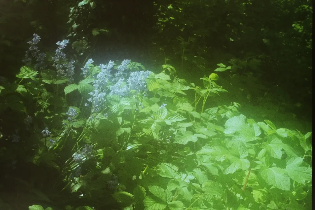 flowers and leaves in woodland