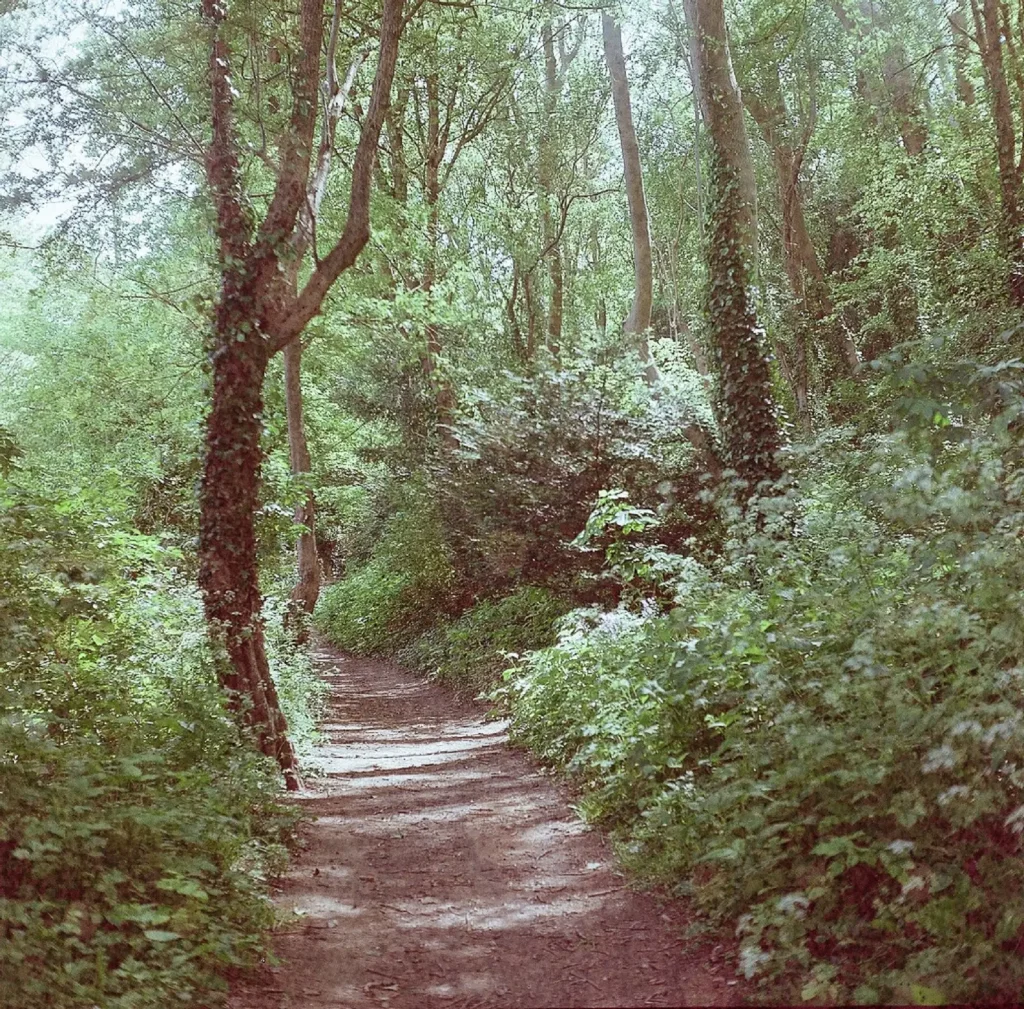 photo of woodland with path
