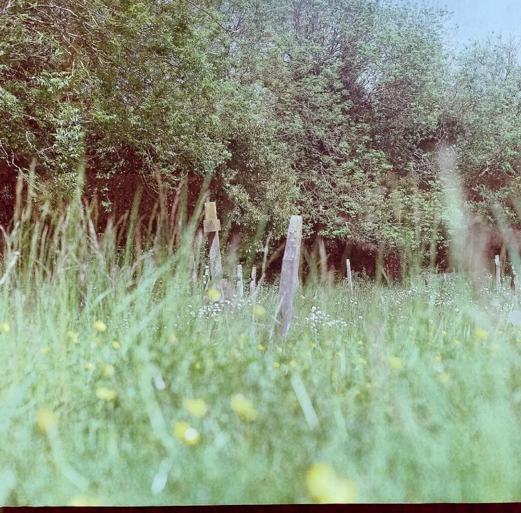 churchyard photo with long grass and headstones