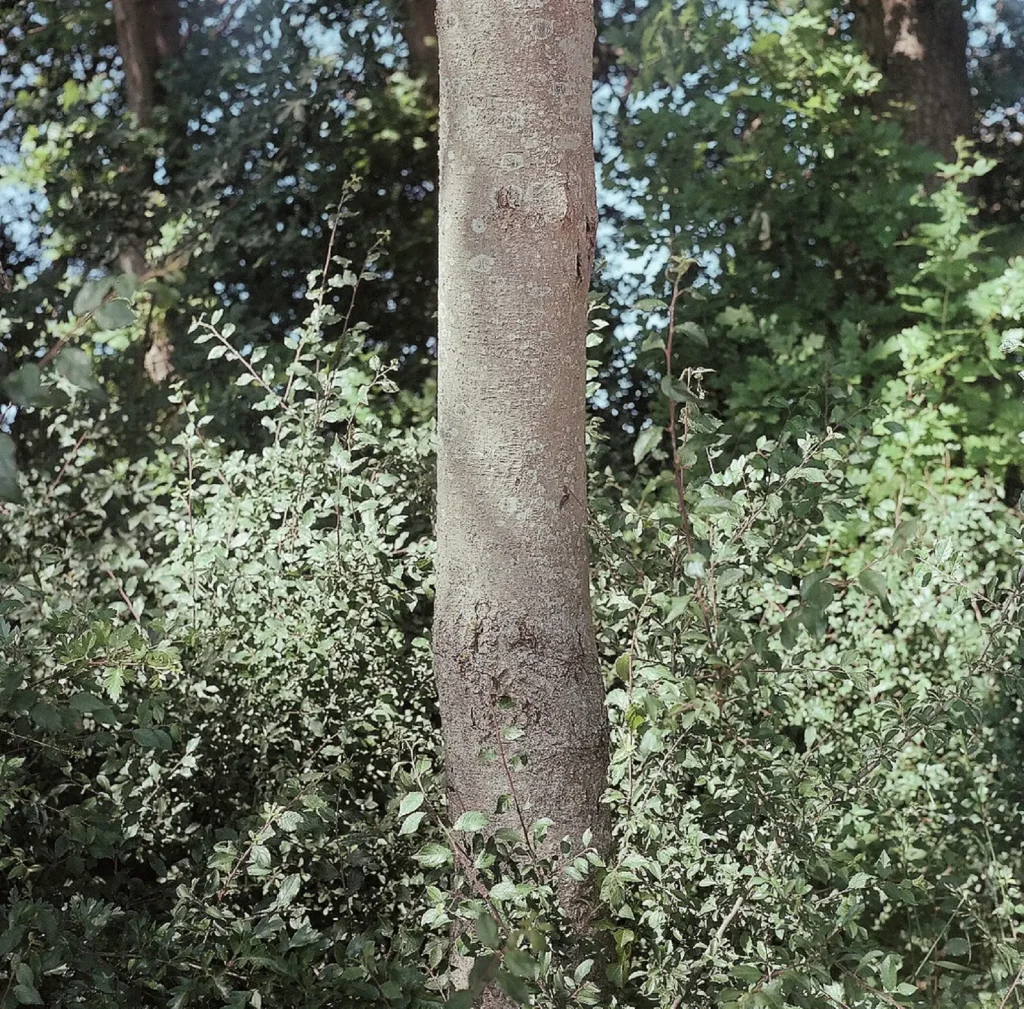 photo of tree trunk
