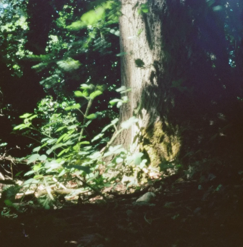 colour photo of tree stump