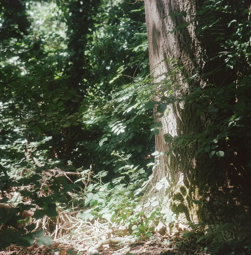 colour photo of a tree stump