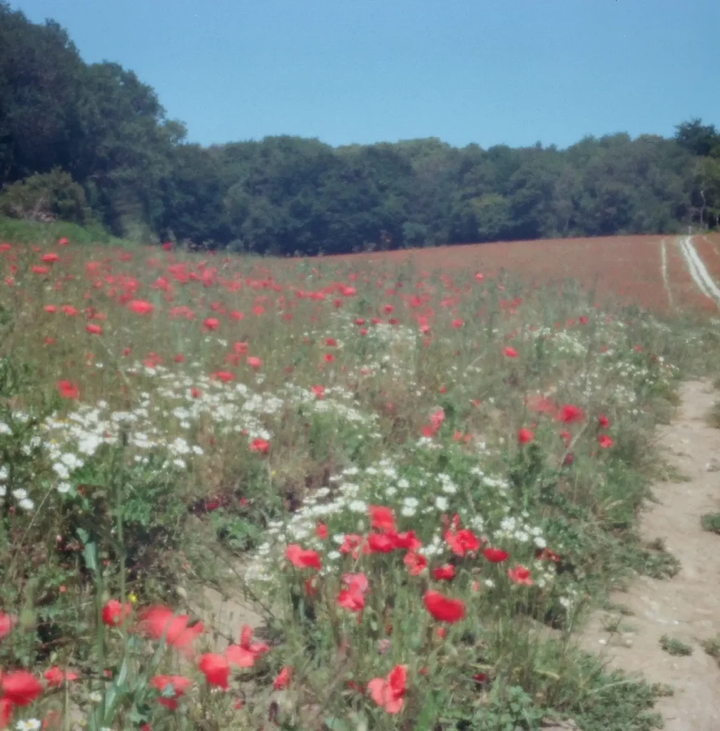 photo of a poppy field