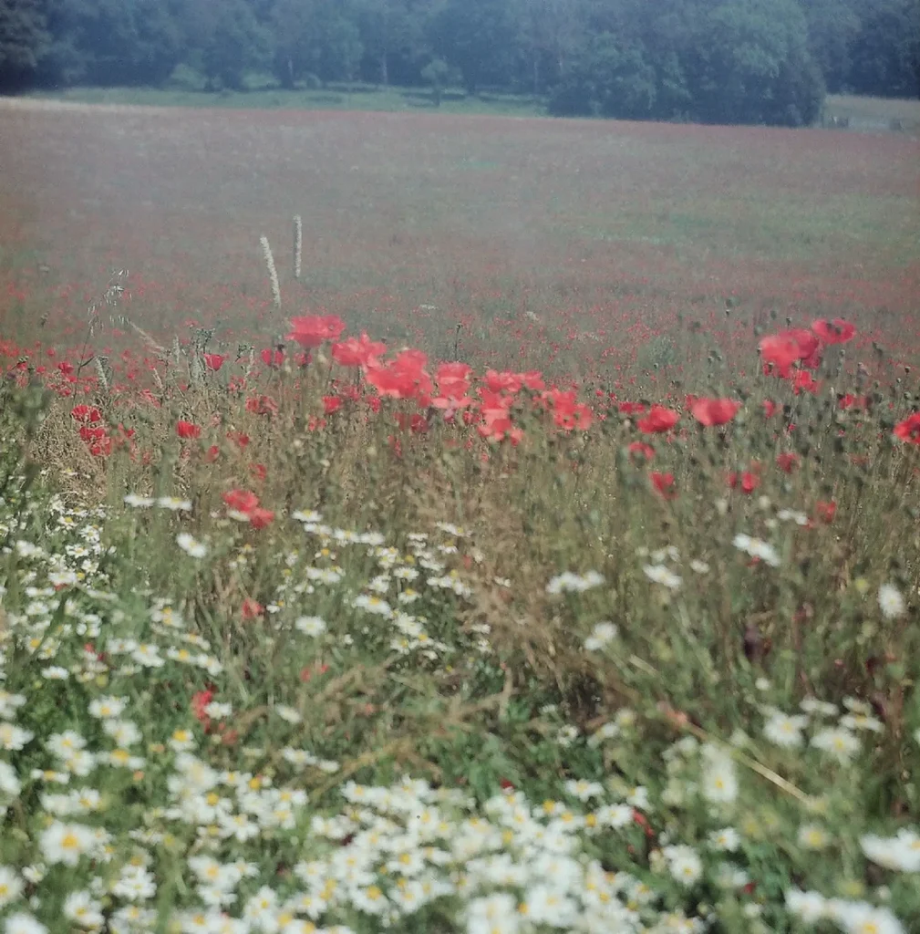 photo of a poppy field