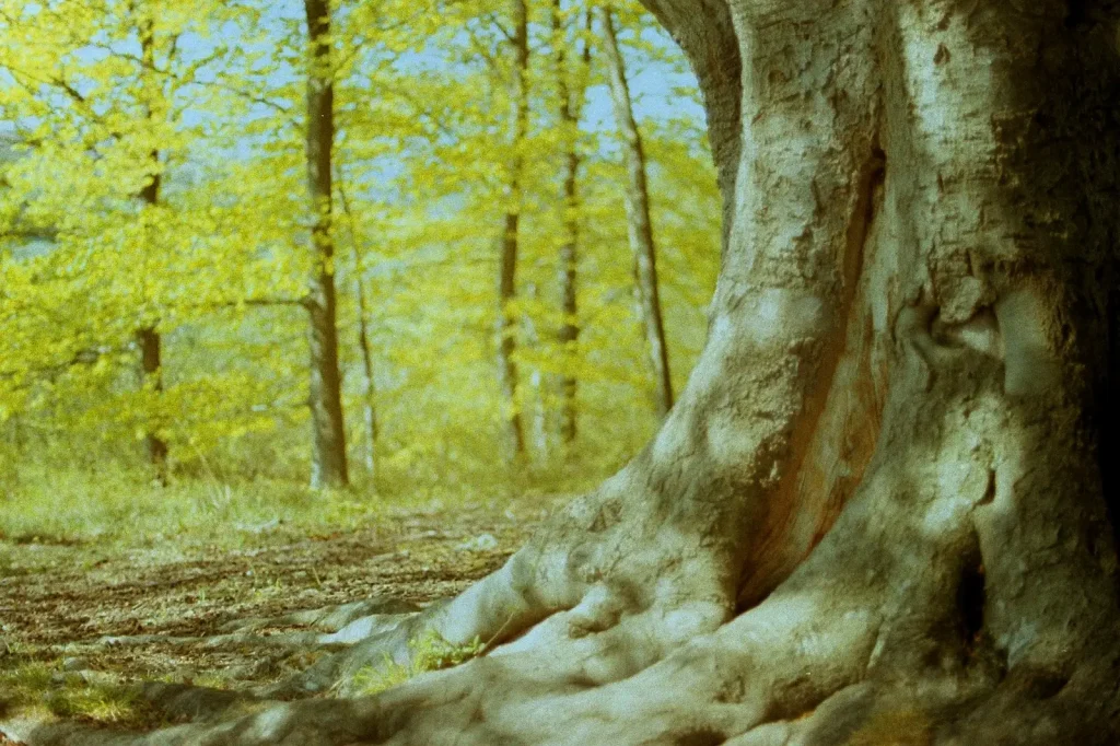 photo of tree trunk