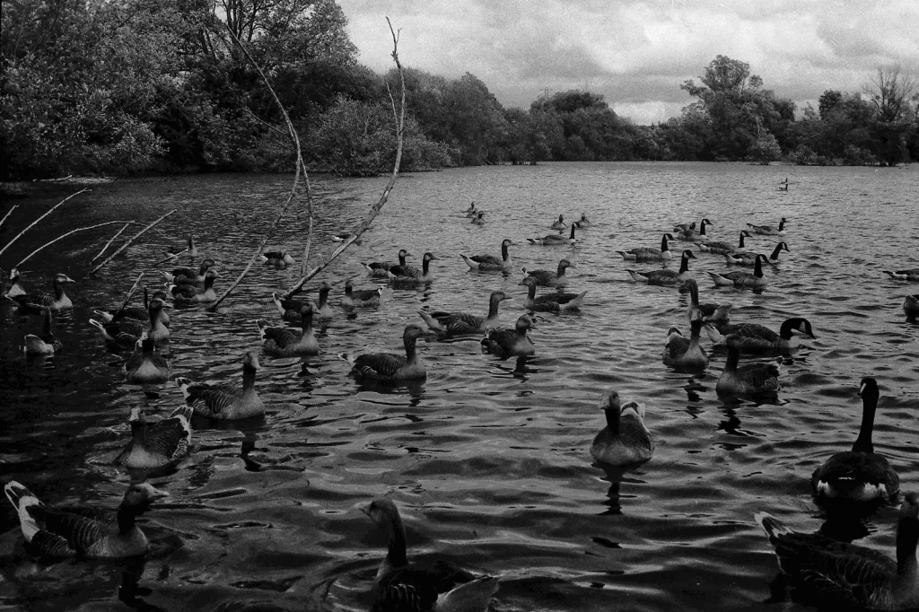 a pond of water fowl