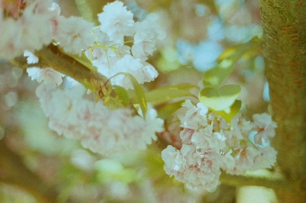 photo of cherry blossom
