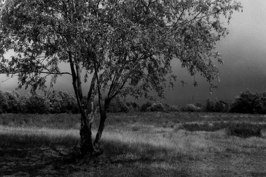 b/w photo of a tree