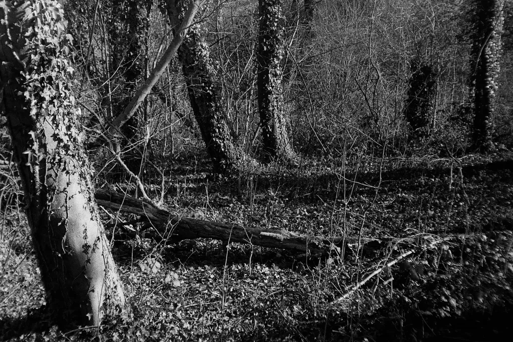 black and white photo of a wooded area
