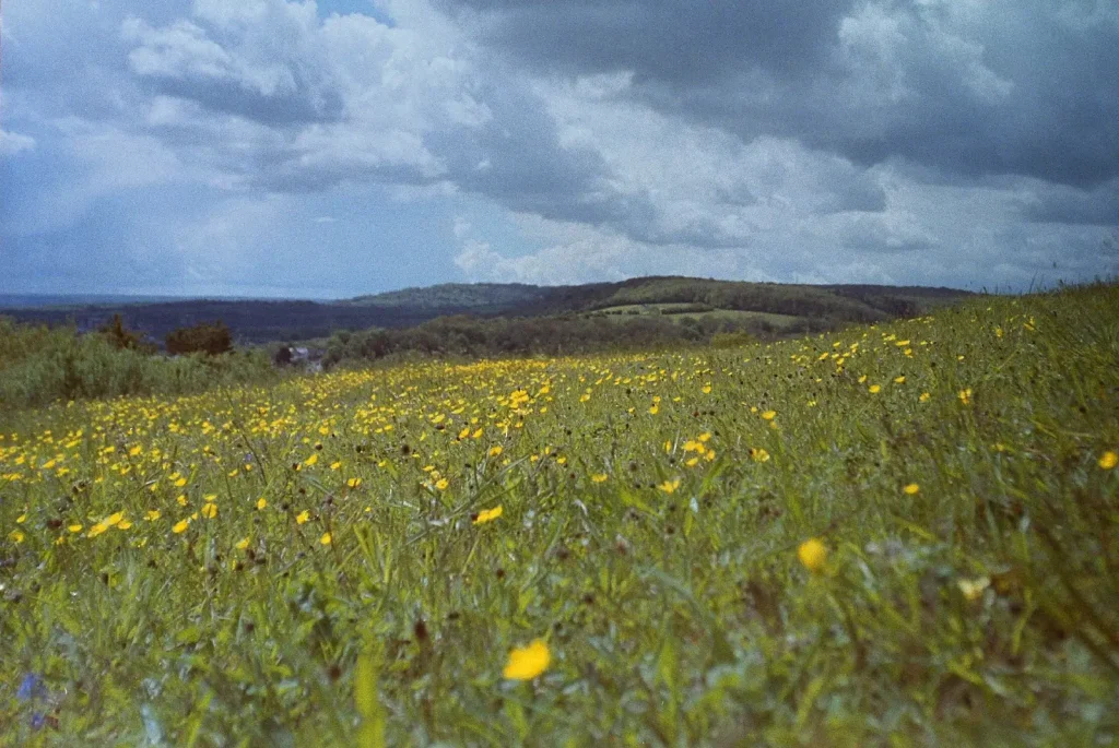 colour photo of a meadow