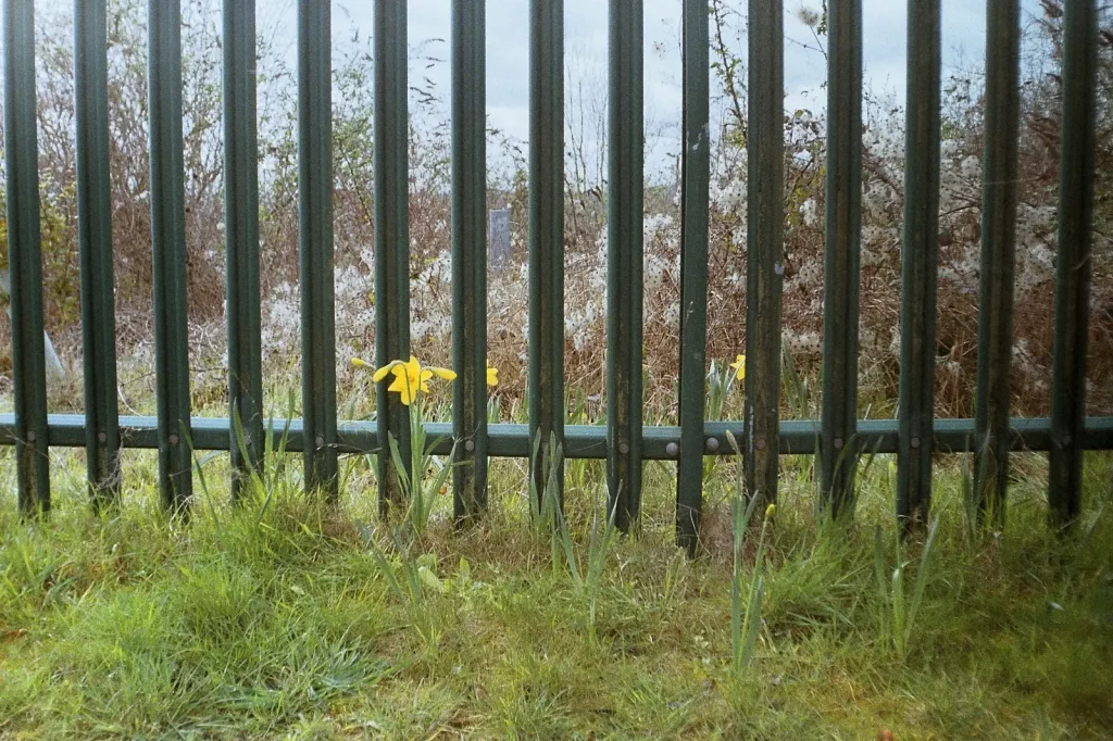 colour photo of a yellow flower against a green fence