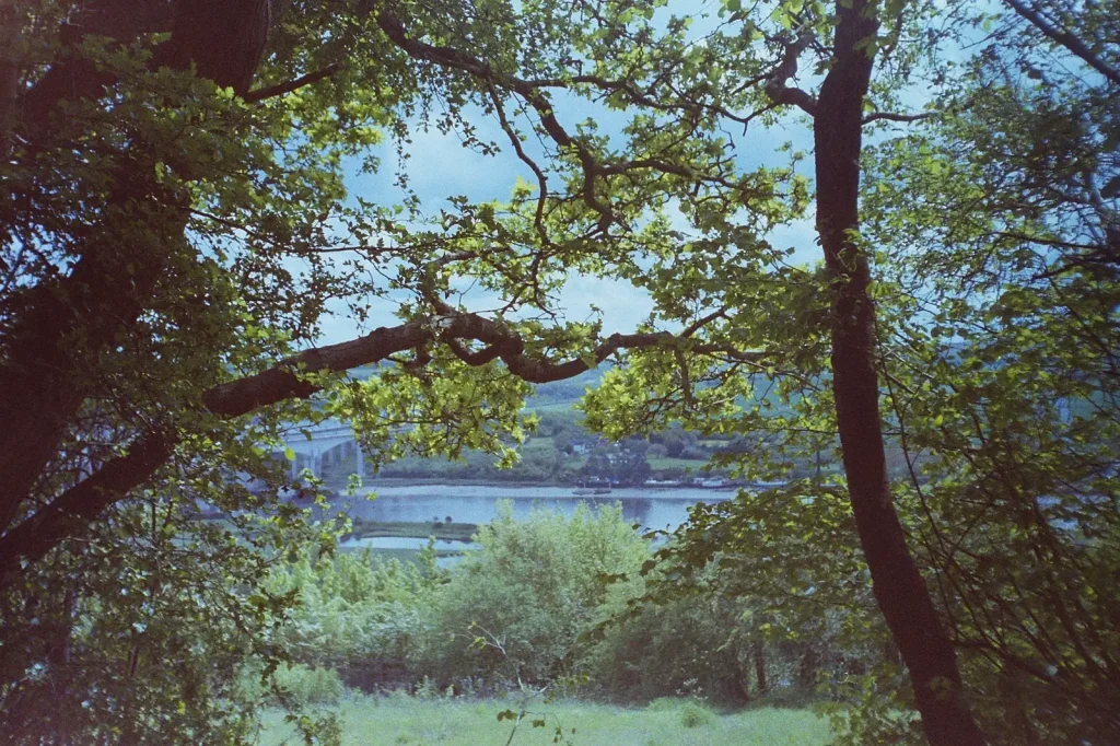 colour photo of river and bridge see through branches