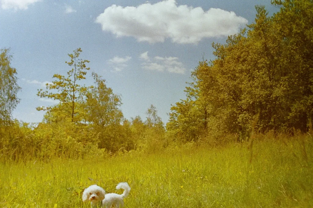 colour photo of a countryside scene interrupted by a dog