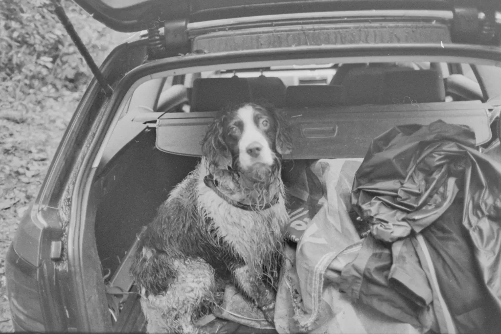 Spaniel in boot of the car