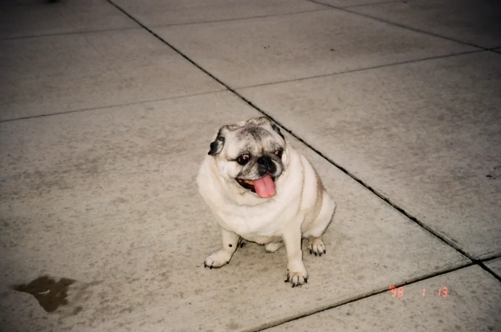 Pug dog with the Olympus Stylus Epic Zoom 80