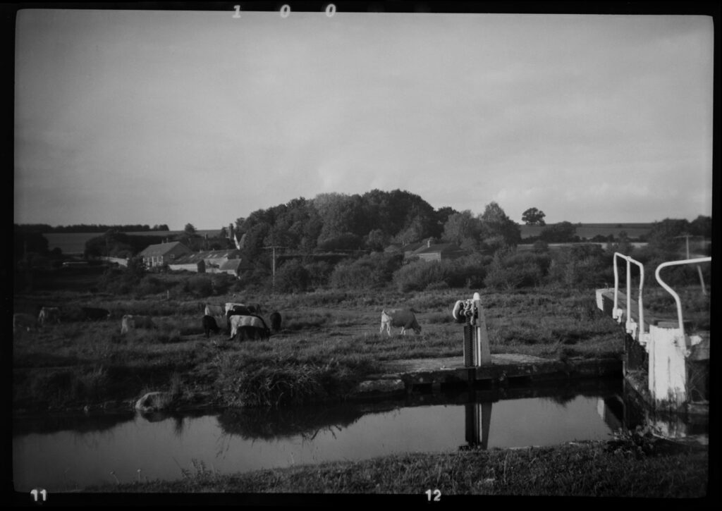 Cows and Canal