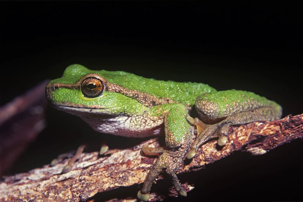 7 The critically endangered Spotted Tree Frog (Littoria spenceri). It now occupies an area of less than 5km2 east of Yarra Range National Park, Woiworung Country, in eastern Victoria. Its range has shrunk considerably since this image was taken on a survey led by two of Australia’s leading frog ecologists. Nikon F801, Ai-s Nikkor 135mm F2.8 with PN-11 extension ring. SB24 flash.